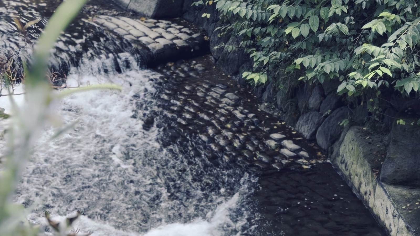木々のそばを流れ落ちる川の水